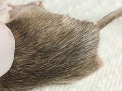 Chaetodipus penicillatus