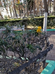 Senna pendula