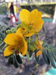 Senna pendula