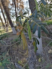 Senna pendula