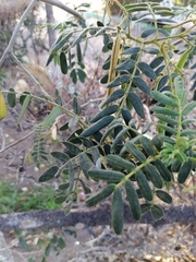 Senna pendula