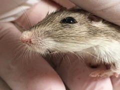 Chaetodipus penicillatus