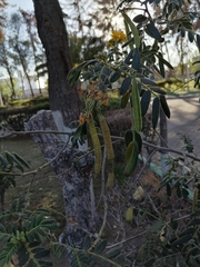 Senna pendula