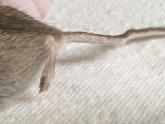 Chaetodipus penicillatus