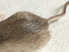 Chaetodipus penicillatus