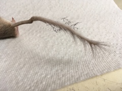 Chaetodipus penicillatus