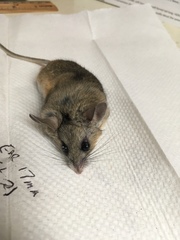 Peromyscus eremicus