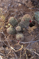 Mammillaria hutchisoniana