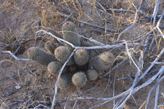 Mammillaria hutchisoniana