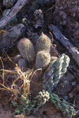 Mammillaria hutchisoniana