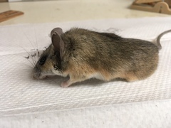 Peromyscus eremicus