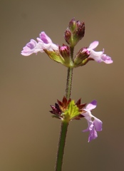 Stachydeae