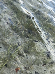 Cymodoceaceae