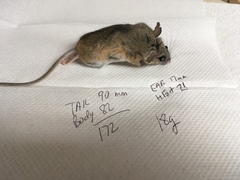 Peromyscus eremicus