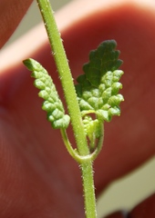 Stachydeae