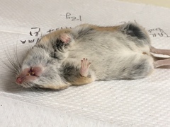 Peromyscus eremicus