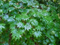 Acer pseudosieboldianum