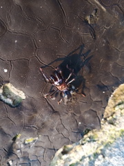Atypidae