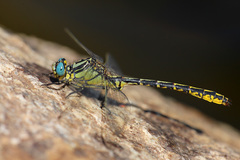 Gomphus graslinii