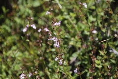 Stachydeae