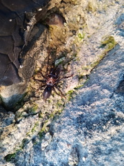Atypidae