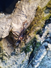 Atypidae