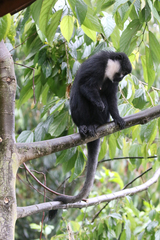 Allochrocebus lhoesti