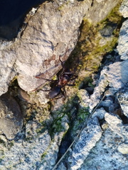 Atypidae