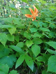 Lilium distichum