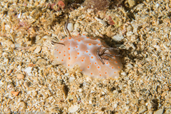 Halgerda nuarrensis