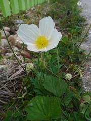 Papaver sokolovskajae