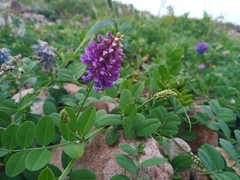 Vicia amurensis