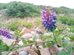 Vicia amurensis