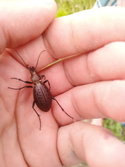 Carabus schrencki