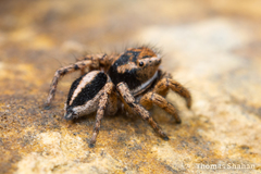 Habronattus cockerelli