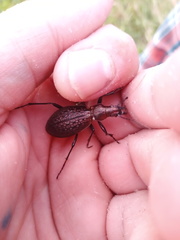 Carabus schrencki