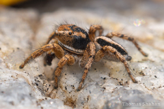 Habronattus cockerelli