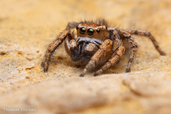 Habronattus cockerelli