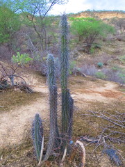 Lemaireocereus hollianus