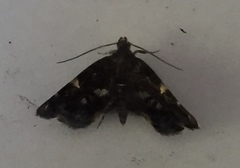 Hyperskeles choreutidea