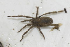 Anelasmocephalus cambridgei