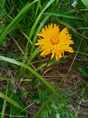 Hypochaeris ciliata