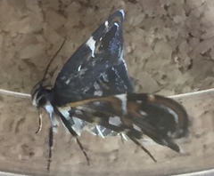 Hyperskeles choreutidea