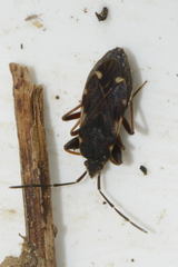 Eremocoris podagricus