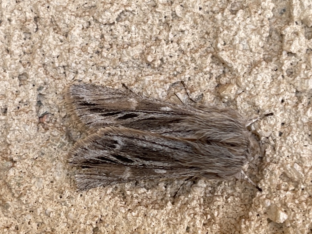 Engelhardtia