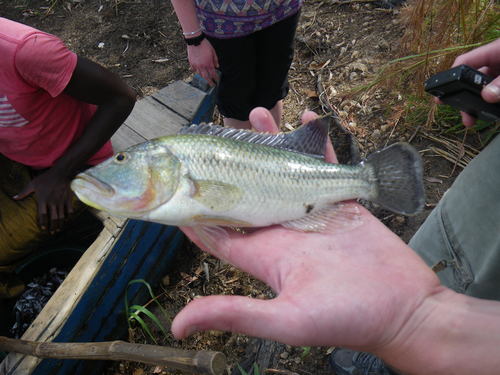 Nembwe (Serranochromis robustus) — Cichlidae — 4