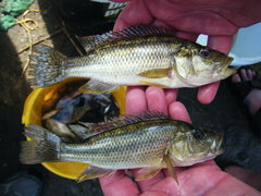 Serranochromis robustus