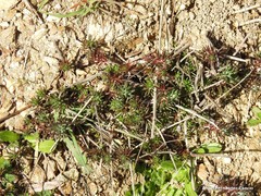 Petrosedum amplexicaule