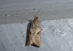 Harmologa