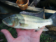 Serranochromis robustus